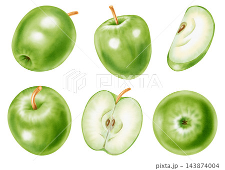 Watercolor illustration clip art set of green apples, cut half slice, flower, leaves and branch isolated on white background. Perfect for product logo, market posters, food packaging, textile patterns 143874004