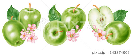 Watercolor illustration set of three green apple compositions with whole fruits, leaves, flowers isolated on white background. Perfect for product logo, market posters, food packaging, textile pattern 143874005