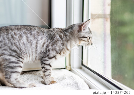 Young grey tabby kitten standing on padded windowsill, looking out through closed window at blurred green garden with soft daylight and alert curious posture Young grey tabby kitten standing on padded windowsill, looking out through closed window at blurred green garden with soft daylight and alert curious posture 143874263