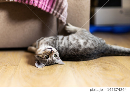 Tabby cat lying on hardwood floor partially under couch in relaxed pose focused on face and whiskers, cozy indoor pet scene suitable for lifestyle or veterinary use. 143874264