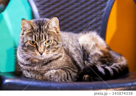 Adult tabby cat reclining on modern plastic chair, amber eyes focused forward, tail wrapped around body, soft indoor lighting, cozy home interior with blurred colorful background Adult tabby cat reclining on modern plastic chair, amber eyes focused forward, tail wrapped around body, soft indoor lighting, cozy home interior with blurred colorful background 143874339