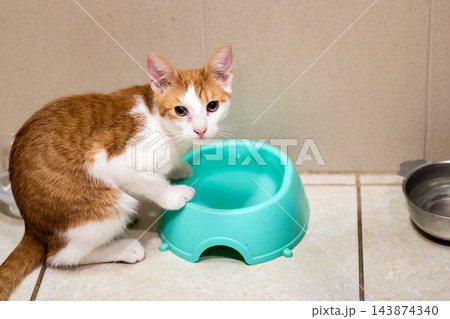 Ginger and white kitten sitting beside empty turquoise feeding bowl on beige tiled floor in indoor shelter, looking toward camera with alert expression, closeup view 143874340