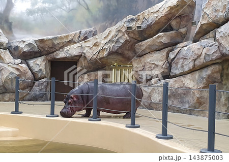 Hippopotamus walking along the edge of a pool in a zoo enclosure with artificial rock walls and a painted misty forest backdrop Hippopotamus walking along the edge of a pool in a zoo enclosure with artificial rock walls and a painted misty forest backdrop 143875003