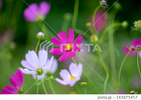 コスモの花 143875457