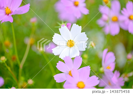 コスモの花 143875458