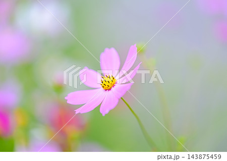 コスモの花 コスモの花 143875459