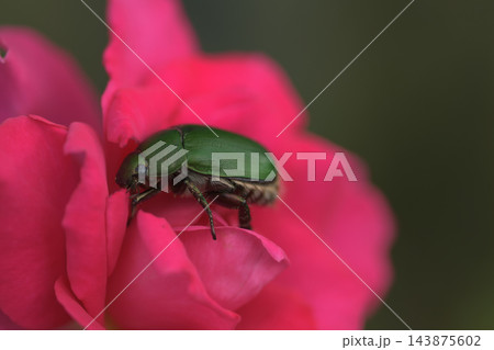 赤い薔薇の花に止まる緑色の虫 赤い薔薇の花に止まる緑色の虫 143875602