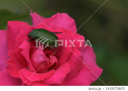 バラの花にひかれる緑色の虫 バラの花にひかれる緑色の虫 143875605