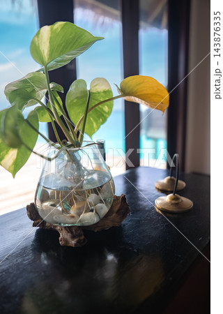 A leafy houseplant sits in a glass vase with water and white pebbles on dark wood near large windows, with turquoise ocean, sunlit deck, and two brass bells in Maldives. A leafy houseplant sits in a glass vase with water and white pebbles on dark wood near large windows, with turquoise ocean, sunlit deck, and two brass bells in Maldives. 143876335