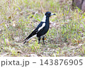 Photograph of a Magpie walking on the ground and foraging for food 143876905
