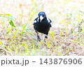 Photograph of a Magpie walking on the ground and foraging for food 143876906