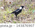 Photograph of a Magpie walking on the ground and foraging for food 143876907