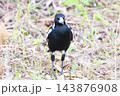 Photograph of a Magpie walking on the ground and foraging for food 143876908