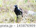 Photograph of a Magpie walking on the ground and foraging for food 143876909