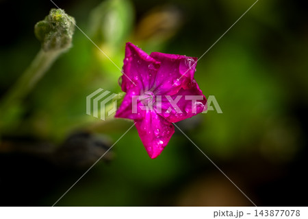 Magenta petunia blooming with raindrops against a blurred green garden Magenta petunia blooming with raindrops against a blurred green garden 143877078