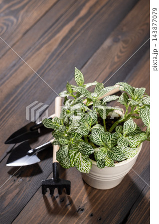 Fittonia houseplant with gardening tools on a wooden table Fittonia houseplant with gardening tools on a wooden table 143877079