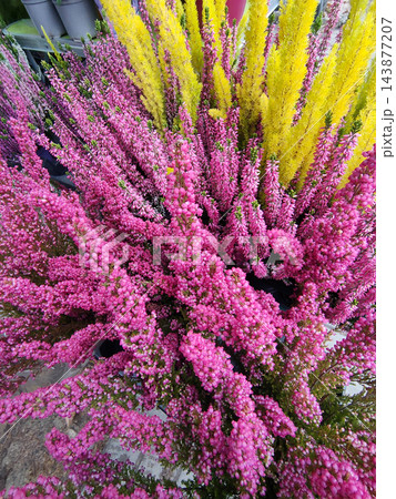 Calluna vulgaris - Colorful ornamental heather plants, including Calluna vulgaris and Erica, featuring vibrant magenta pink, purple, and yellow foliage. Calluna vulgaris - Colorful ornamental heather plants, including Calluna vulgaris and Erica, featuring vibrant magenta pink, purple, and yellow foliage. 143877207