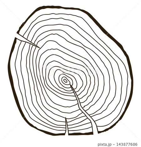 Wooden log texture. Wood lumber circle and cut tree structure hand drawing isolated vector illustration 143877686