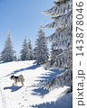 magic winter landscape with snowy fir trees 143878046