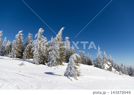 magic winter landscape with snowy fir trees 143878049