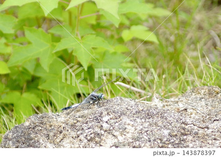 鮮やかな緑の葉と草むらを背景に岩肌にとまる青いトンボの生態 鮮やかな緑の葉と草むらを背景に岩肌にとまる青いトンボの生態 143878397