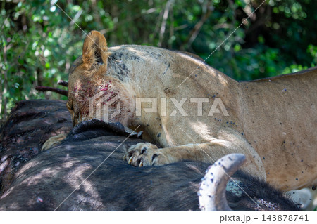 Lioness with her head buried in a buffalo carcass, Lake Nakuru National Park, Kenya Lioness with her head buried in a buffalo carcass, Lake Nakuru National Park, Kenya 143878741