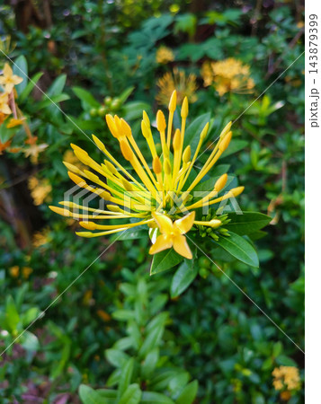 Close-up of Yellow Ixora Flower Buds and Single Bloom Close-up of Yellow Ixora Flower Buds and Single Bloom 143879399