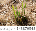 収穫した稲株から生えたひこばえ 収穫した稲株から生えたひこばえ 143879548