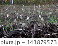 杉林の伐採後の植栽準備 杉林の伐採後の植栽準備 143879573