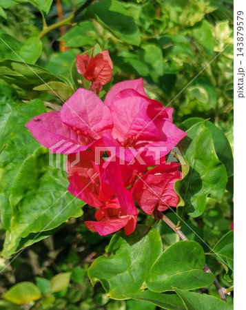 Vibrant Pink Bougainvillea Flowers Blooming in Sunlight 143879579