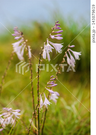 ギボウシの花 ギボウシの花 143879619