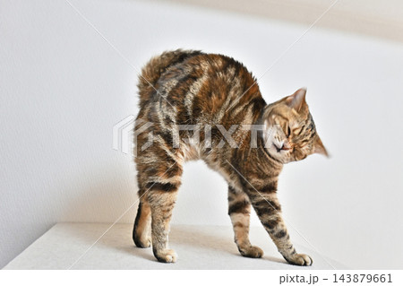 伸びをする猫のポーズ アメリカンショートヘア ブラウンパッチドタビー 伸びをする猫のポーズ アメリカンショートヘア ブラウンパッチドタビー 143879661