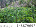 植林した杉苗の生長 植林した杉苗の生長 143879697