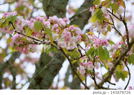 可愛い ナラノヤエザクラの花 可愛い ナラノヤエザクラの花 143879726