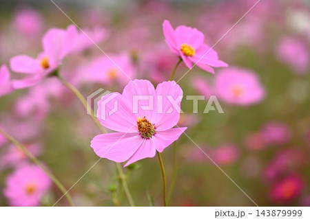 色とりどりに咲き誇るコスモスの花 色とりどりに咲き誇るコスモスの花 143879999