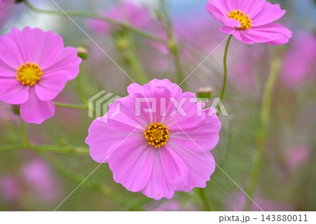 色とりどりに咲き誇るコスモスの花 色とりどりに咲き誇るコスモスの花 143880011