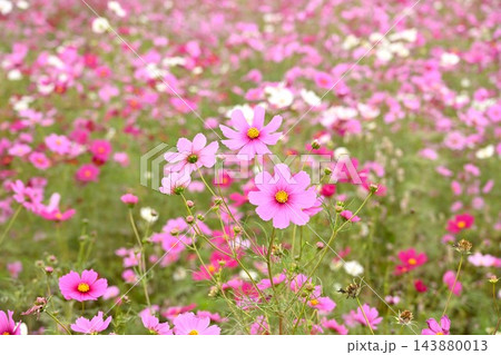 色とりどりに咲き誇るコスモスの花 色とりどりに咲き誇るコスモスの花 143880013