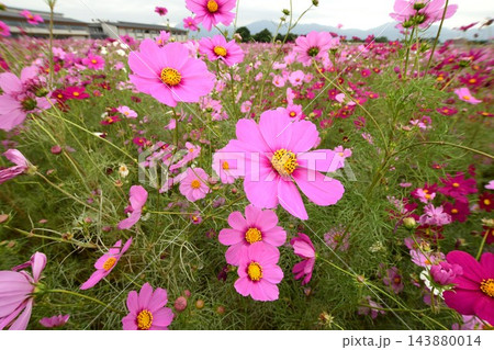 色とりどりに咲き誇るコスモスの花 色とりどりに咲き誇るコスモスの花 143880014