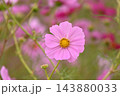 色とりどりに咲き誇るコスモスの花 143880033