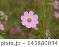 色とりどりに咲き誇るコスモスの花 143880034