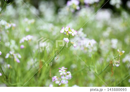 可愛い ダイコンの花 可愛い ダイコンの花 143880093
