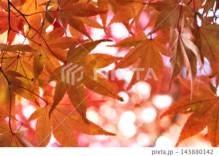 秋の風物詩　紅葉 143880142