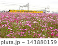 満開のコスモスと黄色のかわいい電車 143880159