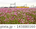 満開のコスモスと黄色のかわいい電車 143880160