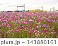 満開のコスモスと黄色のかわいい電車 143880161