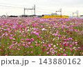 満開のコスモスと黄色のかわいい電車 143880162