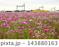 満開のコスモスと黄色のかわいい電車 143880163