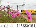満開のコスモスと黄色のかわいい電車 143880164