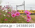 満開のコスモスと黄色のかわいい電車 143880165