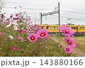 満開のコスモスと黄色のかわいい電車 143880166